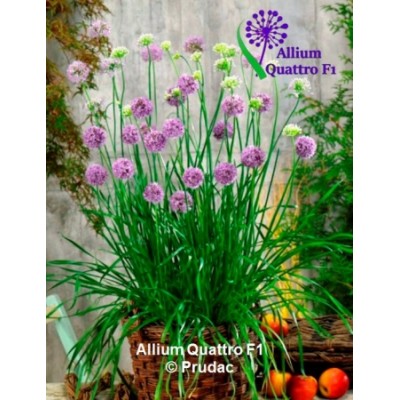 SEMILLAS CEBOLLIN ALLIUM QUATTRO F1 