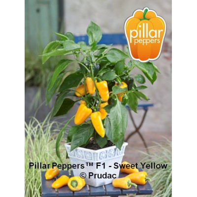 SEMILLAS PIMIENTO AMARILLO DULCE - PILLAR PEPPERS F1