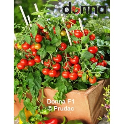 SEMILLAS TOMATE DONNA RED F1 