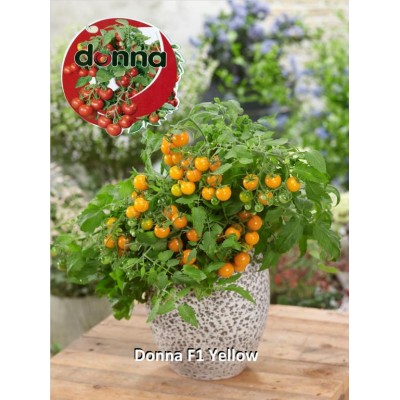 SEMILLAS TOMATE DONNA F1 YELLOW 