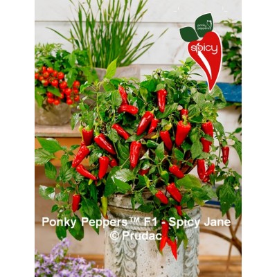 SEMILLAS PIMIENTO - PONKY PEPPERS F1 JANE PICANTE 