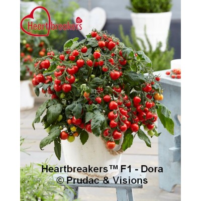SEMILLAS TOMATE  - HEARTBREAKERS F1  DORA