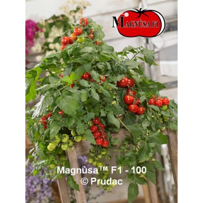 SEMILLAS TOMATE - MAGNÚSA F1 -  100 